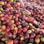 Kopi-1646219083