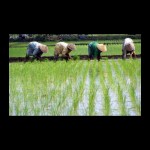 Petani-1664855392