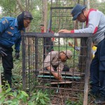 BB KSDA Riau: Harimau di Siak kemungkinan dari Taman Nasional Zamrud-1674445776