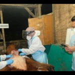 BBKSDA Sumut lakukan investigasi orangutan mati di Karo-1674617862