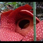 Bunga Rafflesia-1674457569