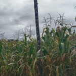 Hamparan jagung di Kecamatan Lubukbasung, Kabupaten Agam.-1674807569
