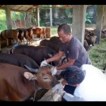 Hewan ternak jenis sapi saat menerima suntik PMK. ANTARA/Anggi Mayasari-1673843107