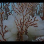 Ilustrasi, PT Timah Tbk terumbi karang mulai tumbuh di rumah ikan di laut Pulau Bangka. (Aprionis)-1674109506