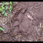 Jejak Harimau Sumatera-1674732042