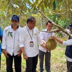 Kepala Dinas TPH Kabupaten Sigi Rahmad Iqbal Nurkhalis saat memanen buah durian di Desa Tompi Bugis, Kecamatan Kulawi Selatan. (ANTARA/HO-Dok Dinas TPH Sigi)-1673758949