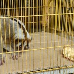 Kukang-1672754248