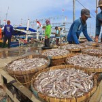 Nelayan mengangkat ikan hasil tangkapan di Pelabuhan Dadap, Juntinyuat, Indramayu, Jawa Barat, Rabu (11/1/2023). ANTARA FOTO/Dedhez Anggara/rwa.-1673513002