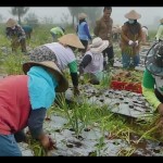 Para petani panen bawang merah dalam program "fppd estatte" di Temanggung. ANTARA/Heru Suyitno-1672986828