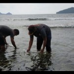 Pelepasliaran benih lobster di habitatnya oleh petugas BKIPM.(ANTARA/ANTARA)-1674640265