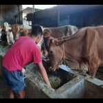 Pemkab Boyolali minta masyarakat waspada penyakit LSD pada ternak-1674028634