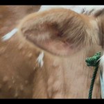 Salah satu sapi di Kabupaten Sragen terkena LSD, beberapa waktu lalu. ANTARA/Aris Wasita-1673946301