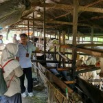 sapi-1674480062