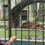 singa-1674472008