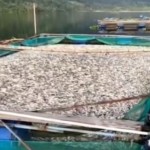 Situasi keramba jaring apung (KJA) milik pembudi daya di sekitar Danau Ranau Lampung Barat. ANTARA/HO-Pembudi daya.-1673759278