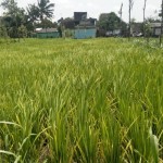 Tanaman padi milik petani di Lombok Tengah, Nusa Tenggara Barat (ANTARA/Akhyar)-1674722316