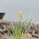 BKSDA Kalteng imbai warga waspadai kemunculan buaya dekat sekolah-1677384445