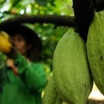 buah kakao-1676717415