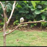 burung-1677575650