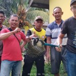 Damkar Bintan Timur evakuasi ular kobra masuk sumur warga-1677463910