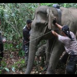 gajah-1675937967