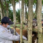 Karantina pertanian Mamuju vaksinasi ternak cegah Jembrana-1676857454
