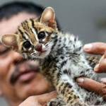 Kucing hutan Kuwuk (ANTARA/HO)-1677134837