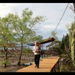 mangrove-1676977192