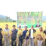Pemkab Sigi dorong petani perluas areal tanam padi-1676359516
