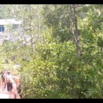 Pengunjung menikmati keasrian di Taman Wisata Mangrove di Kampung Ruar Biak. ANTARA/Muhsidin-1676522566