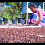 Petani cengkeh di Natuna kesulitan tukang panen-1676954711