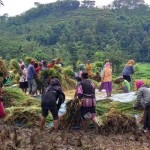 Petani Jember ingin pemerintah revisi HPP jelang panen raya-1676880609