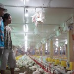 Peternak ayam di Gowa hemat 30 persen berkat gunakan listrik PLN-1677223298
