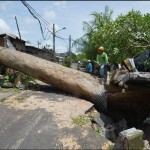pohon tumbang-1677064937