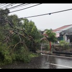 pohon tumbang-1677582894