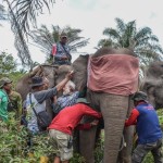 Proses pemasangan GPS collar pada gajah sumatera liar di Balai Raja. (ANTARA/Ho-BBKSDA Riau)-1675671767