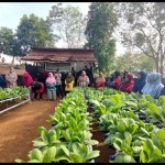 PT Timah kembangkan pertanian hidroponik di pulau terpencil-1676523836