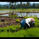 solok-1675776645