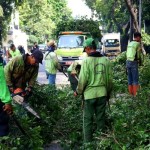 Suku Dinas Pertamanan dan Hutan Jaksel-1676035083