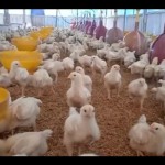 Ayam-1678167547