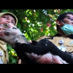 Flu Burung-1677745431