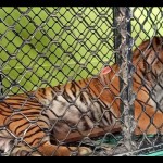 harimau-1677672489