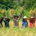 Harita Nickel gelar panen raya di Pulau Obi lewat program Sentani-1677742551
