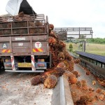 Impor minyak sawit India bisa melonjak ke tertinggi 4 tahun-1678165268