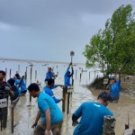 Mangrove-1679304459