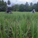 Petani-1678697431