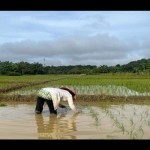 Petani bercocok tanam bibit padi di Desa Bumi Asih, Kotabaru, Kalimantan Selatan, Kamis (23/3/2023). (ANTARA/Sujud)-1679641371