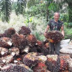 Petani sawit di Kalbar menunjukkan TBS sawit (ANTARA/Dedi)-1677735230