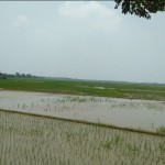 Sawah-1678693084