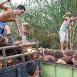 Tandan Buah Segar (TBS) kelapa sawit di Jambu, Senin (20/3/23).(ANTARA/Nanang Mairiadi)-1679283936